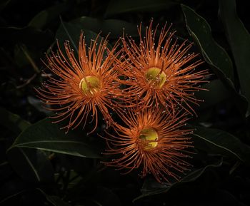 Close-up of flowering plant