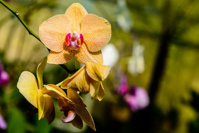 Close-up of pink orchid