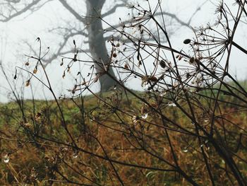 Low angle view of bare tree against sky