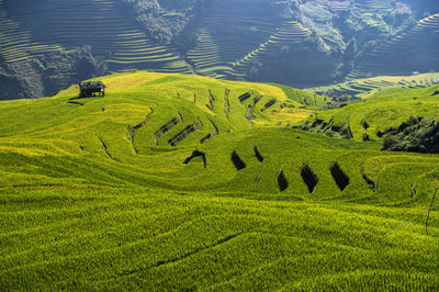 Scenic view of rice field