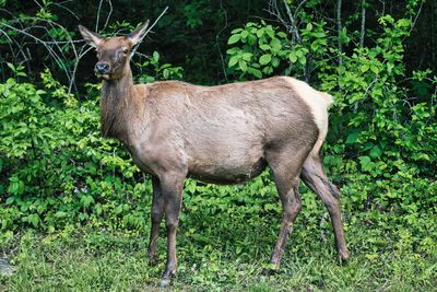 Deer standing in a forest