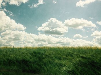 Scenic view of grassy field against sky