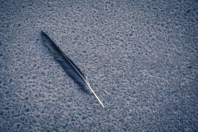 High angle view of feather on snow