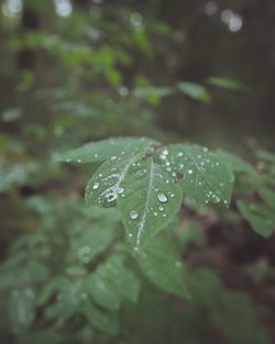 Close-up of raindrops on leaf