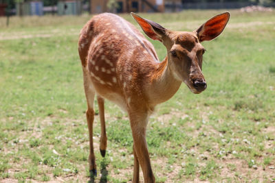 Deer standing on field