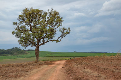 Tree on field against sky