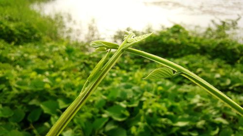 Close-up of fresh green plant