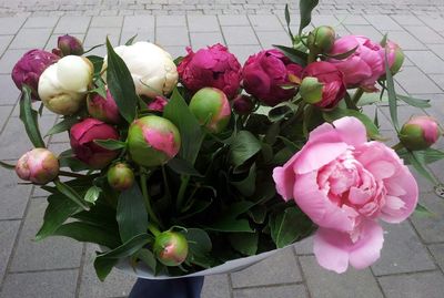 Close-up of pink rose