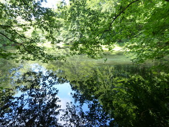 Reflection of trees in lake against sky