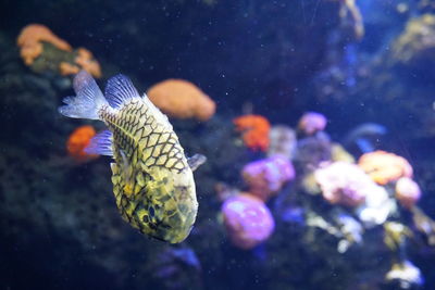 Close-up of fish swimming in sea