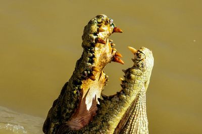 Close-up of an alligator