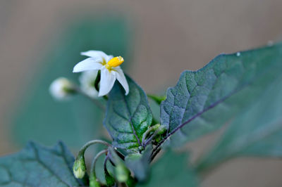 Close-up of honey bee on flower