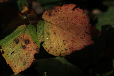 Close-up of dry leaves