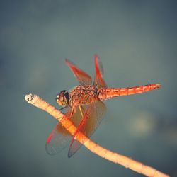 Close-up of dragonfly