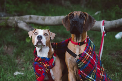 Close-up of the dogs