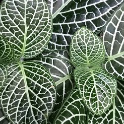 Full frame shot of plant