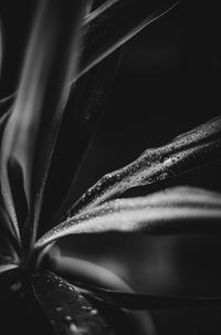 Macro shot of flowering plant