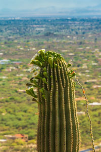 One saguaro cactus with blooms, overlooking green valley, vertical image.