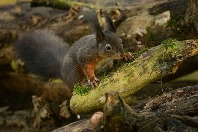 Close-up of squirrel on tree