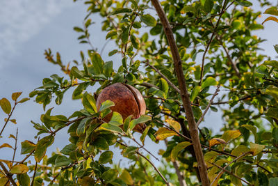 Low angle view of tree against sky