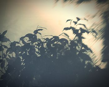 Close-up of silhouette tree against sky