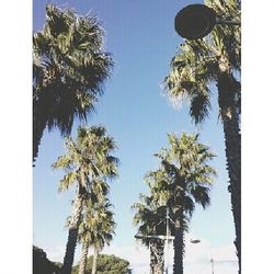 Low angle view of palm trees