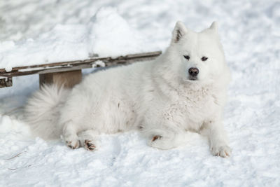 White dog samoyed on snow covered field