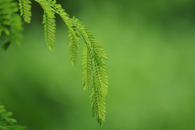 Close-up of fern leaves