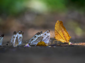 Close-up of butterflies on land