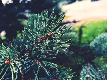 Close-up of raindrops on tree