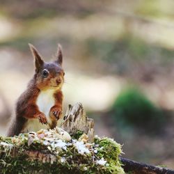 Close-up of squirrel on rock