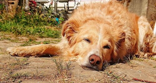 View of a dog resting on field