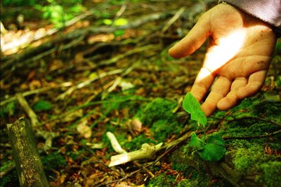 Close-up of hand holding grass on field