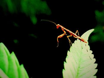 Close-up of insect on leaf