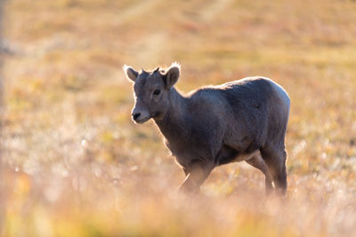 Portrait of horse standing on field
