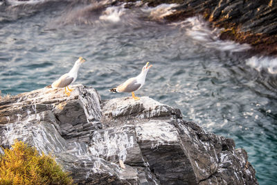 Seagull perching on rock by sea