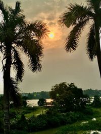 Scenic view of palm trees against sky during sunset