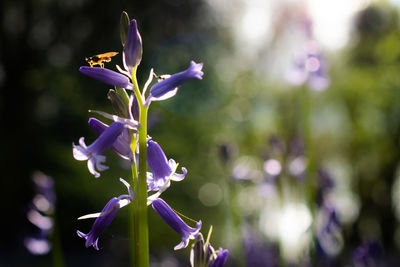 Closeup of bluebell flowers in woodland