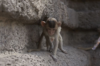 Young monkey walking on wall at historic building