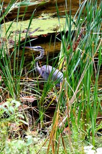 Close-up of bird on grass