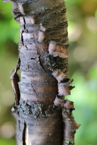 Close-up of mushroom growing on tree trunk