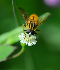 Close-up of insect on flower