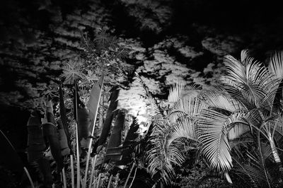 Low angle view of palm trees in forest