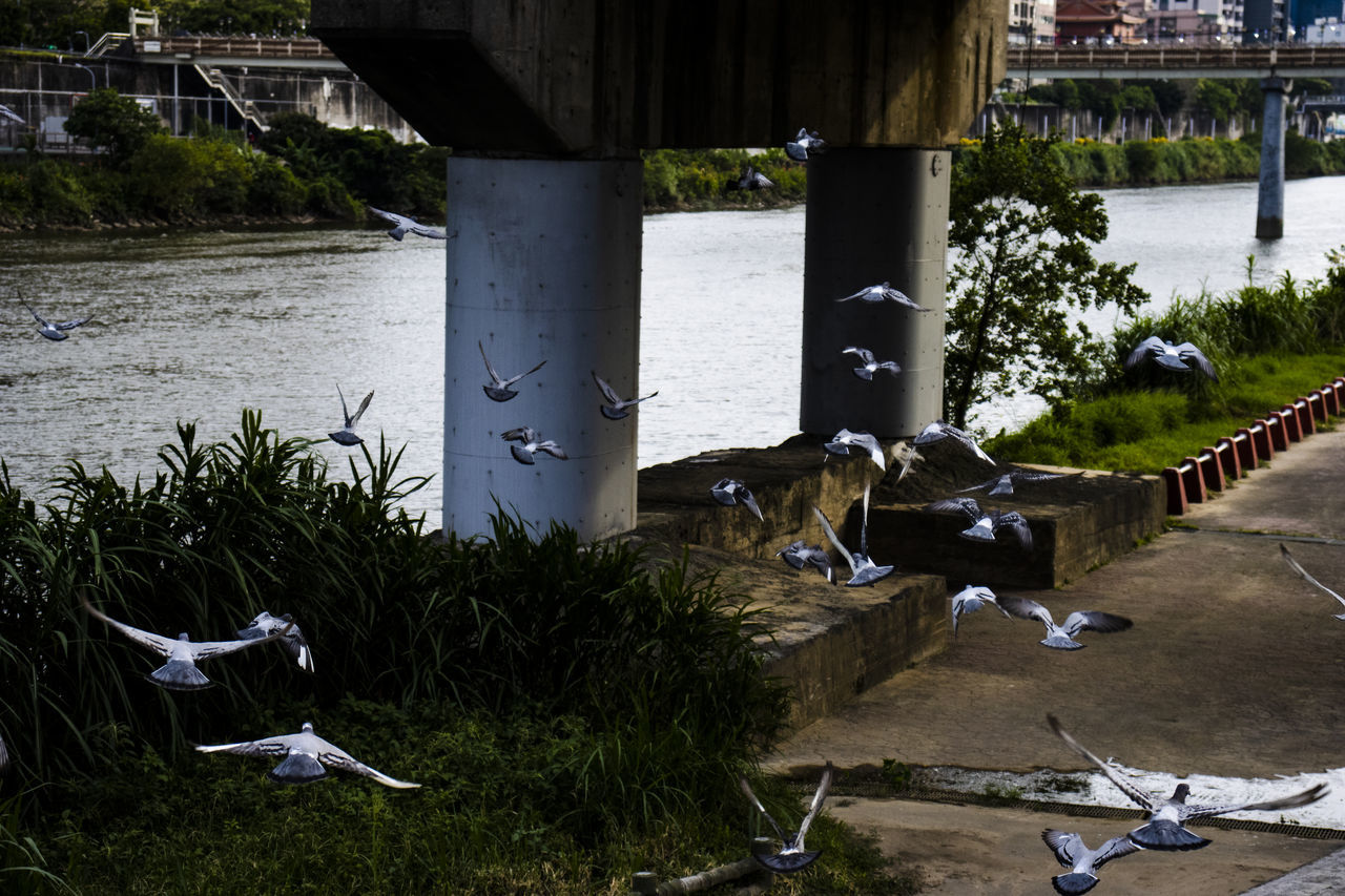 VIEW OF BIRDS BY THE SEA