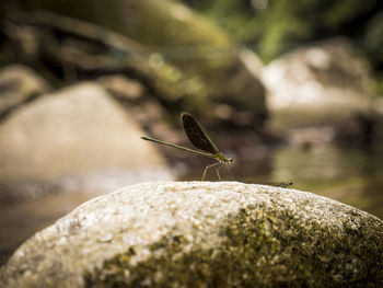 Close-up of insect on rock