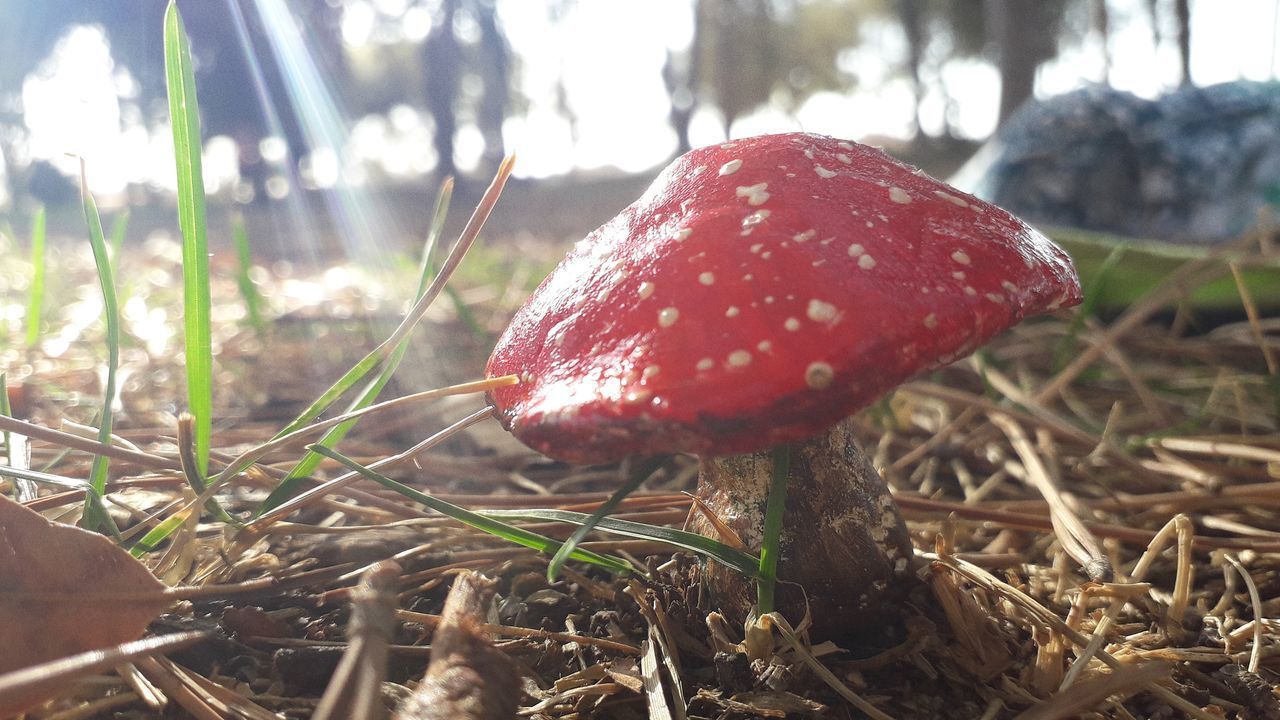 CLOSE-UP OF MUSHROOM ON FIELD