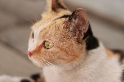 Close-up of a cat looking away