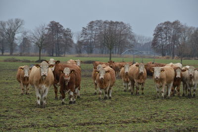 Cows grazing in field