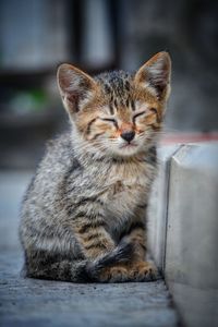 Close-up portrait of a cat