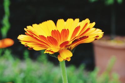 Close-up of yellow flower